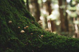 Mushrooms growing on a mossy tree